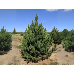 Borovica čierna (Pinus nigra) ´OREGON GREEN´ – výška: 270-300 cm, kont. C110L